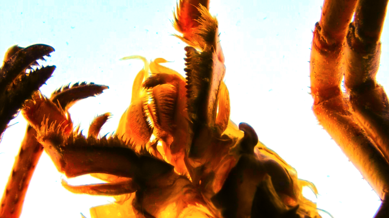 Entier congelé à l’eau salé, 6’30’’, Lison Genini / ÉSAL